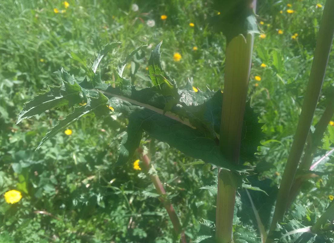 sonchus asper feuille de tige
