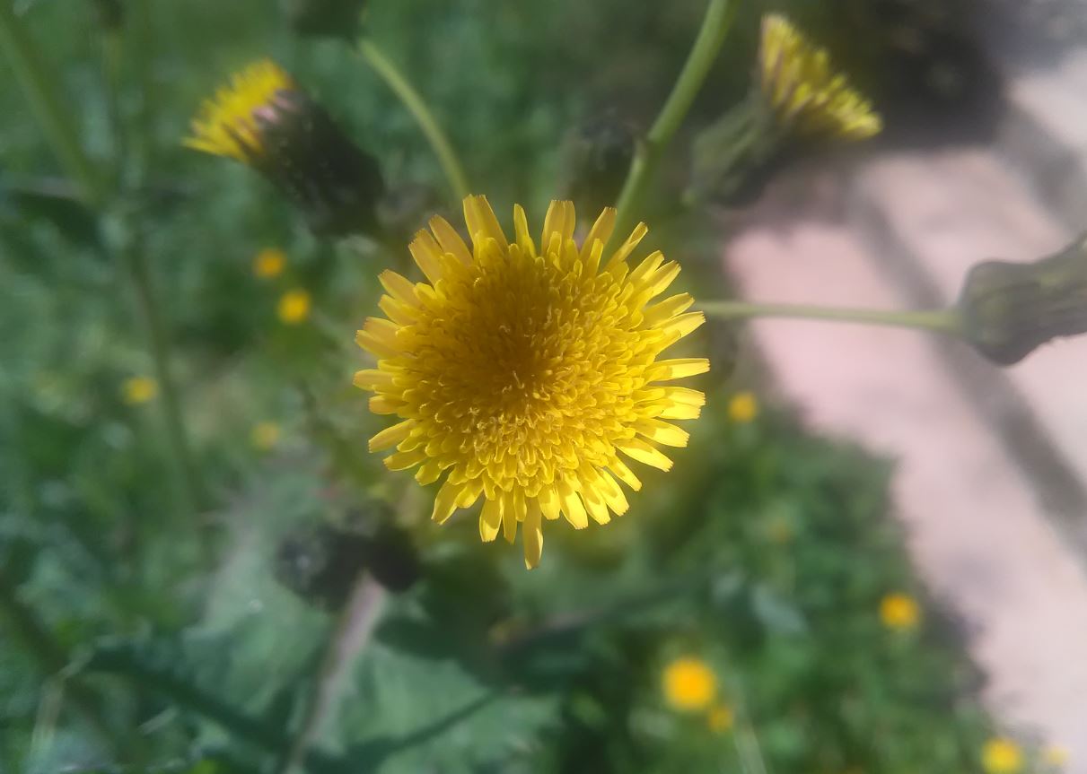 sonchus asper fleur