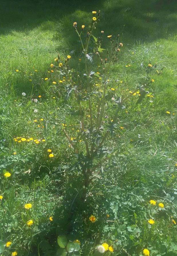 sochus asper vue générale