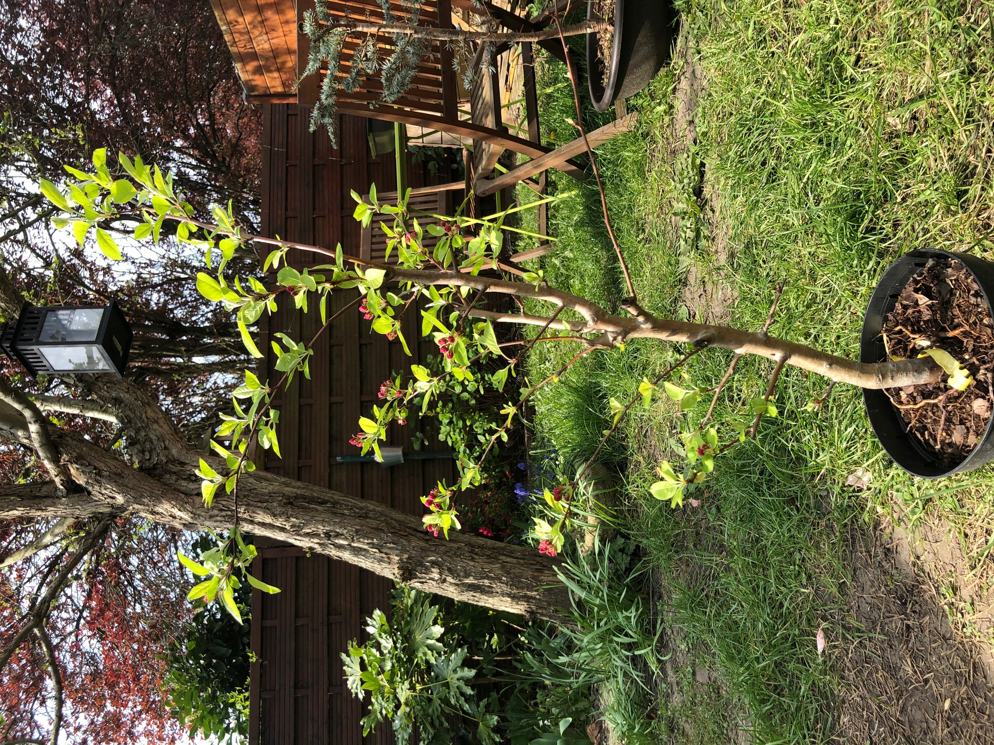 Malus PERPETU Evereste entier (en pot)