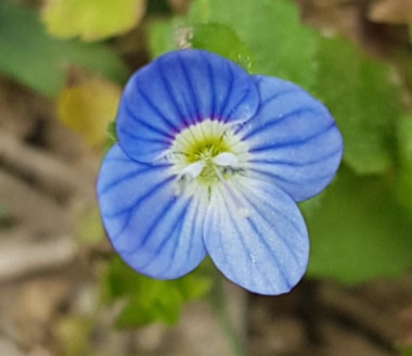 Plante dans son ensemble