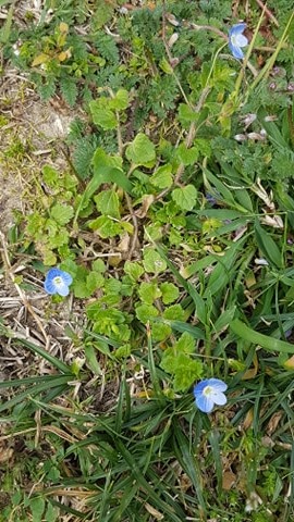 Plante dans son ensemble