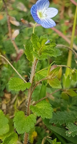 Plante dans son ensemble