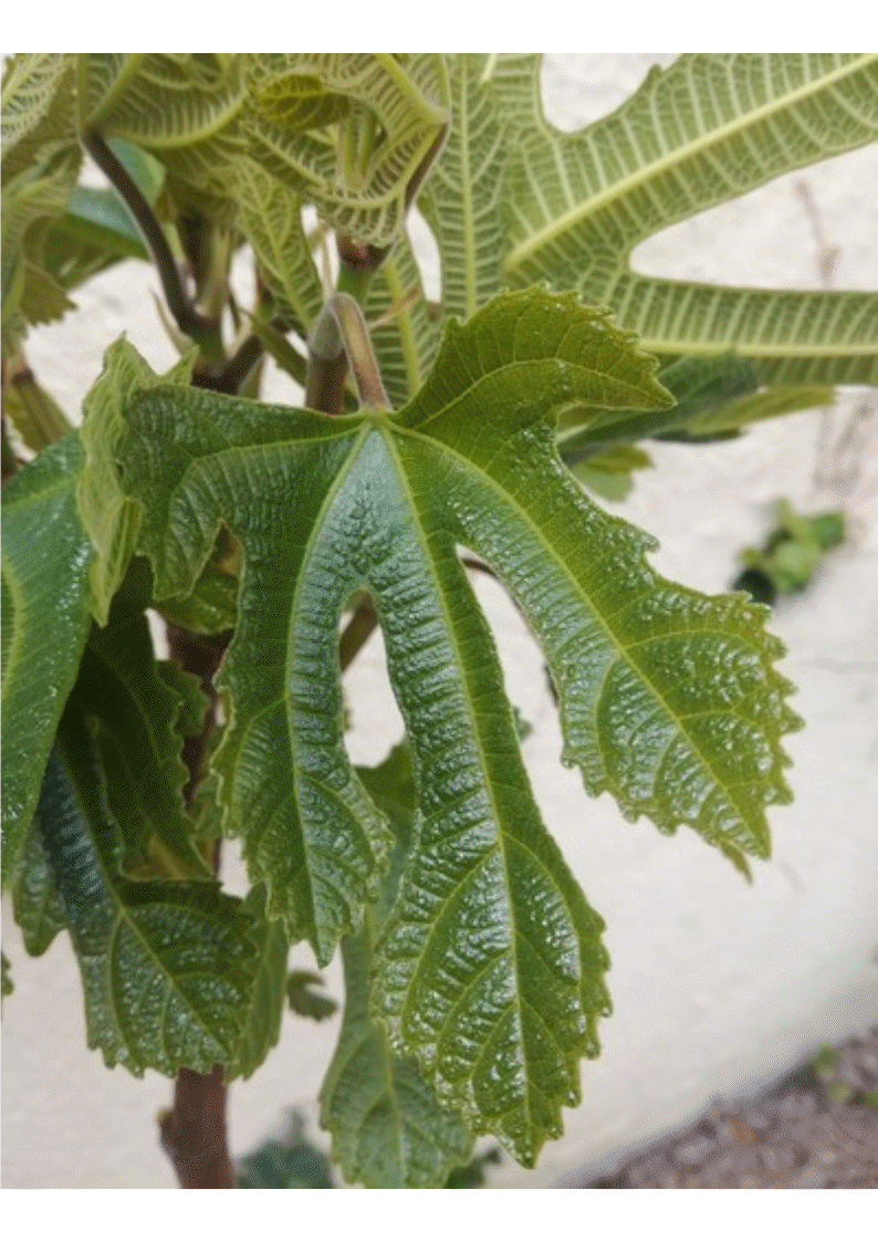 Feuille vue du dessus