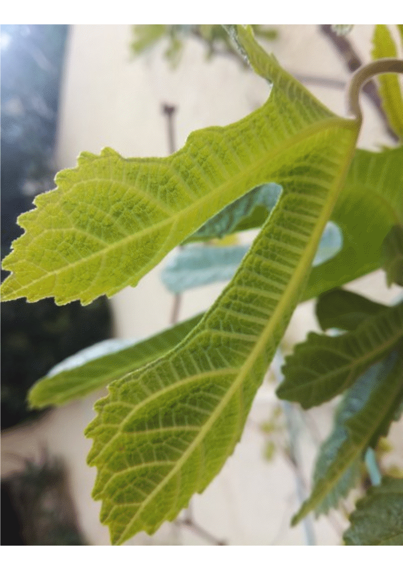 Feuille vue du dessous