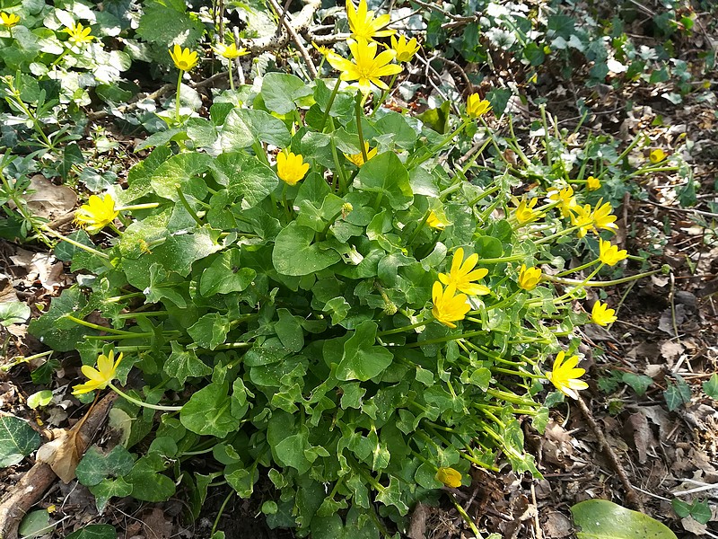 Ficaire, plant global