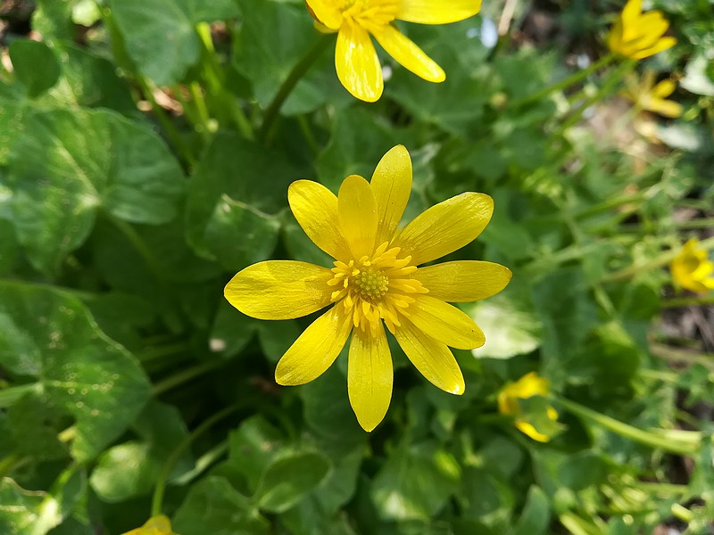 Ficaire, inflorescence