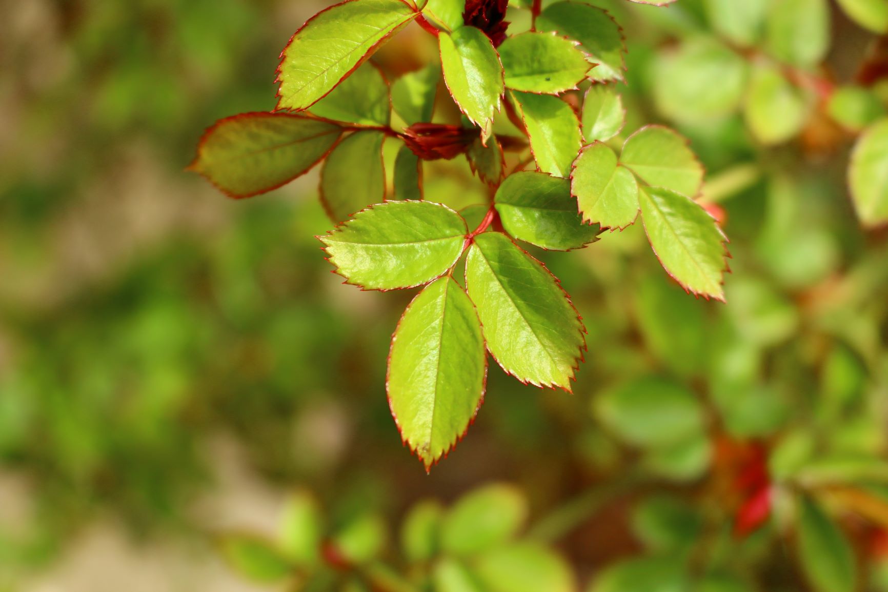 Rosa Canina feuilles