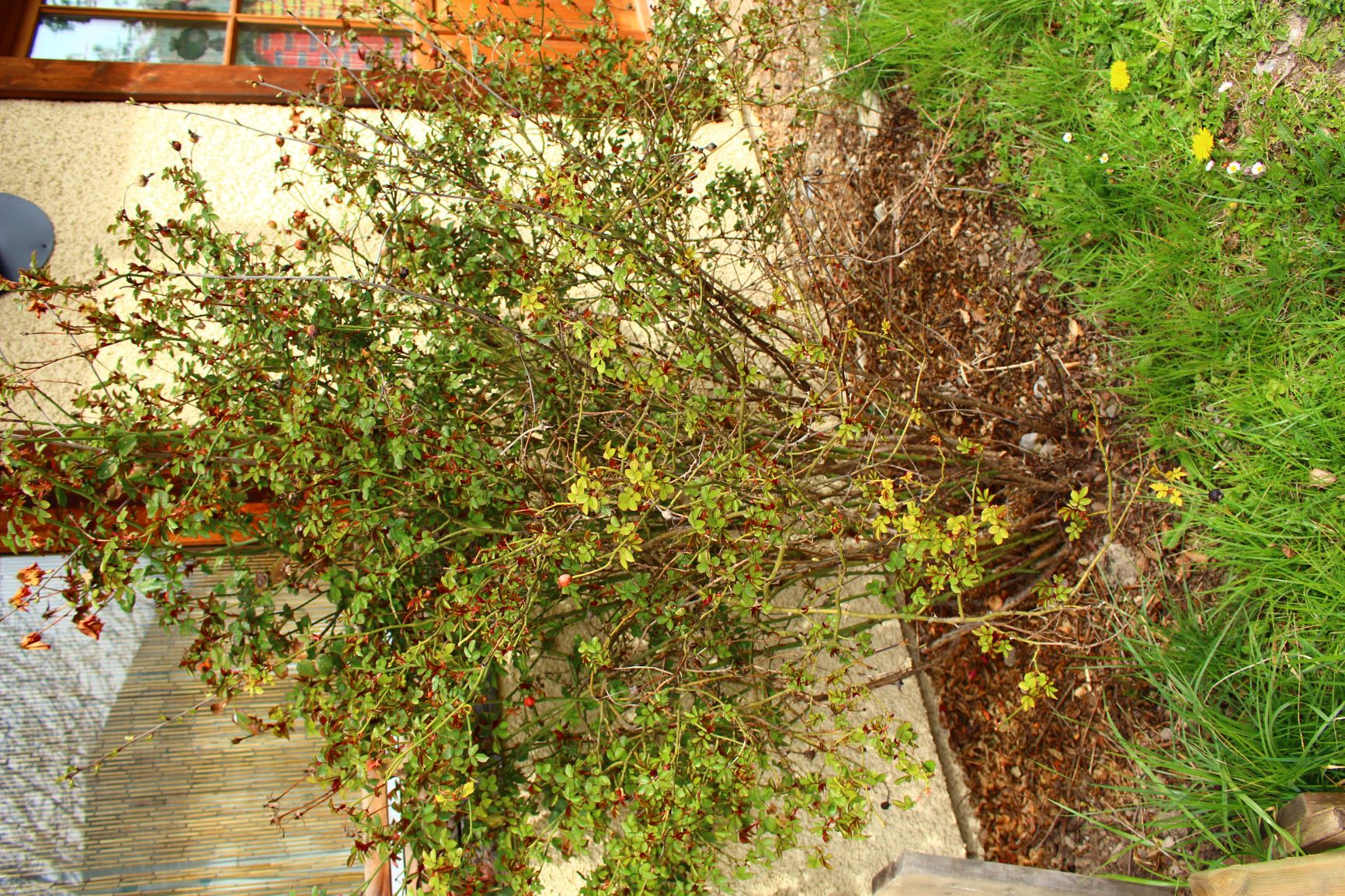 Rosa Canina Vue Globale