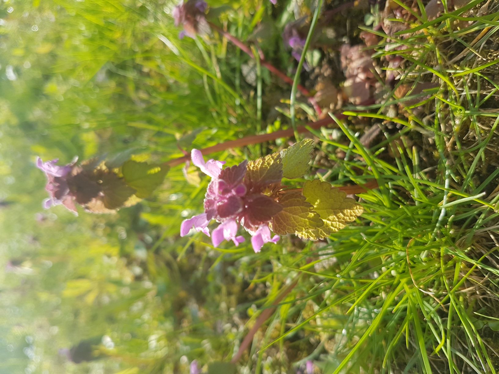 Lamier pourpre vue d'ensemble