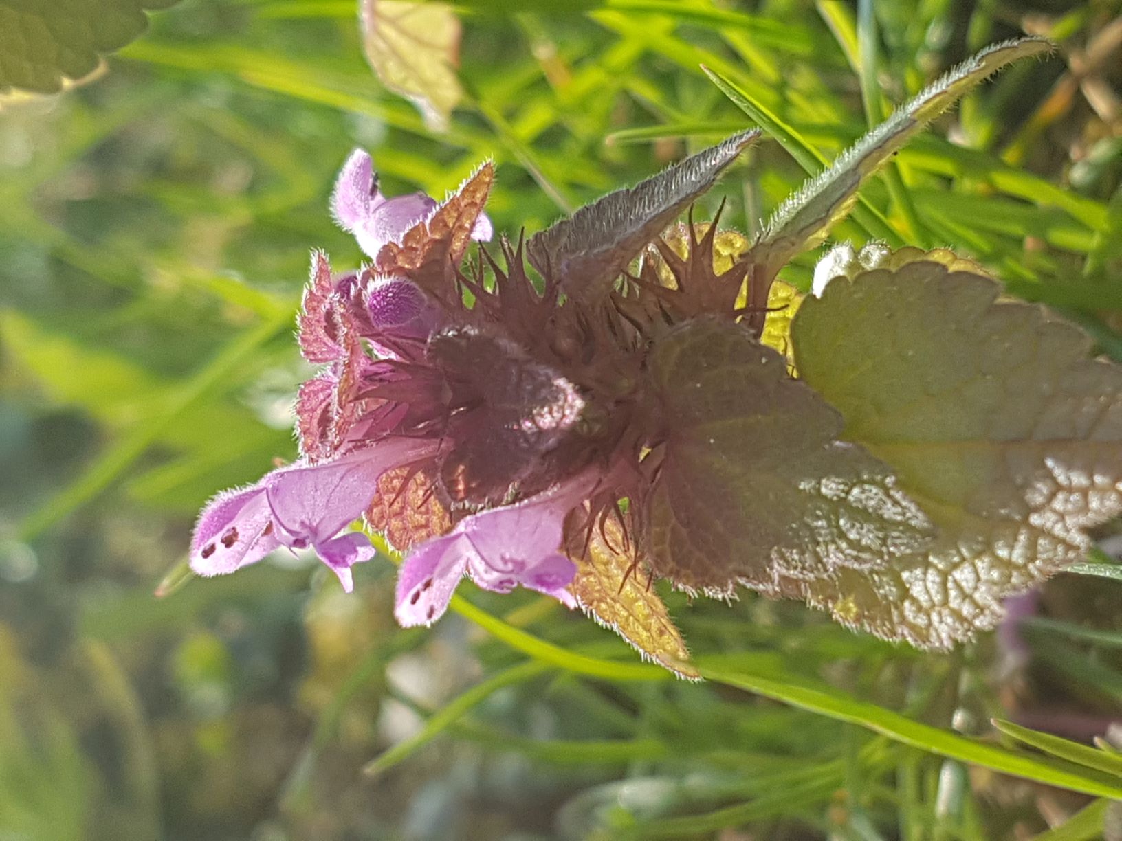 Lamier pourpre, fleur vue de profil