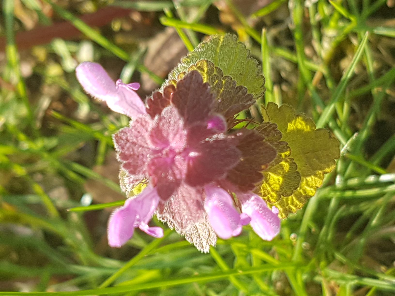 Lamier pourpre fleur vue haut