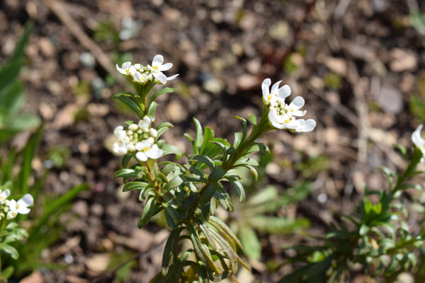inflerescence de l'ibéris