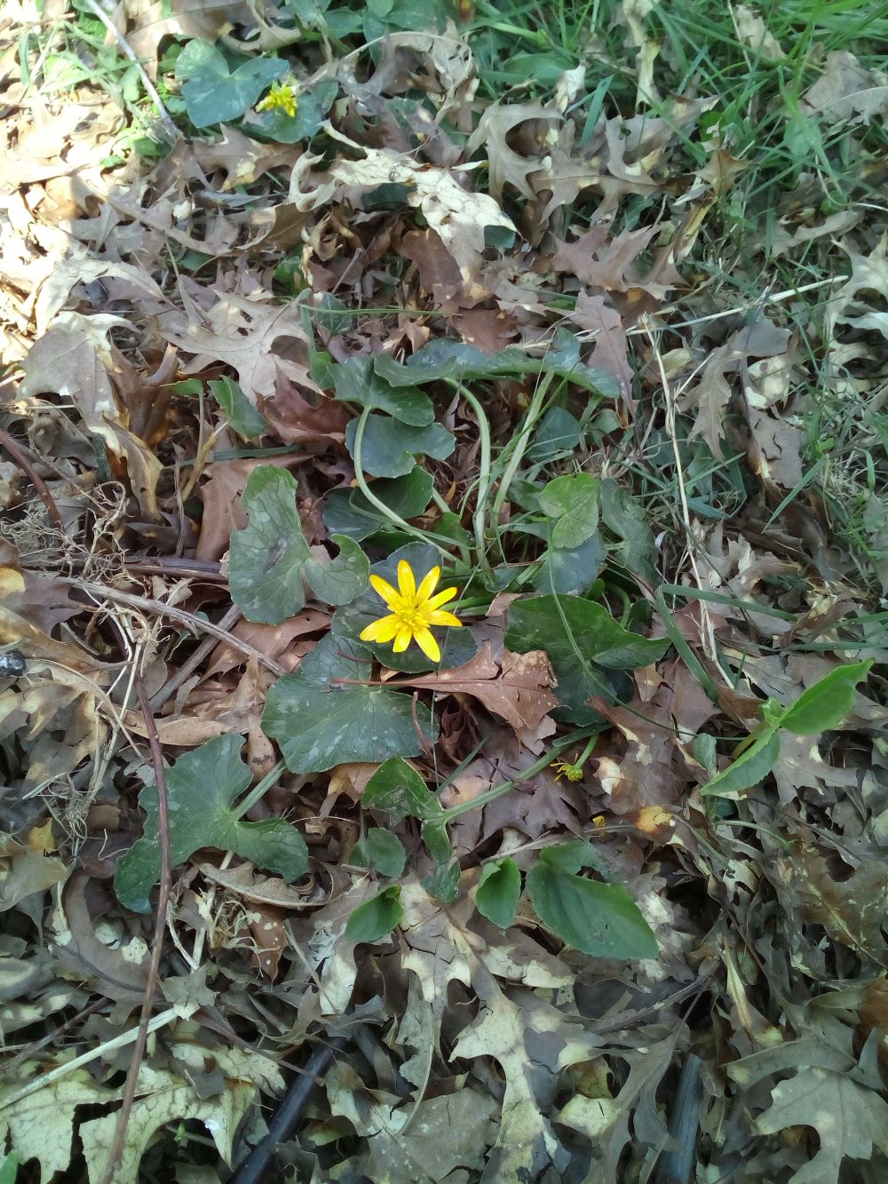 Ficaria verna - Vue globale