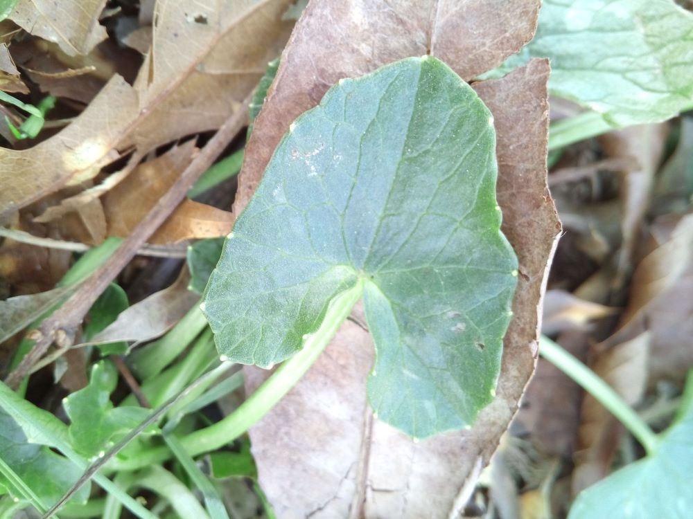Ficaria verna - Feuille