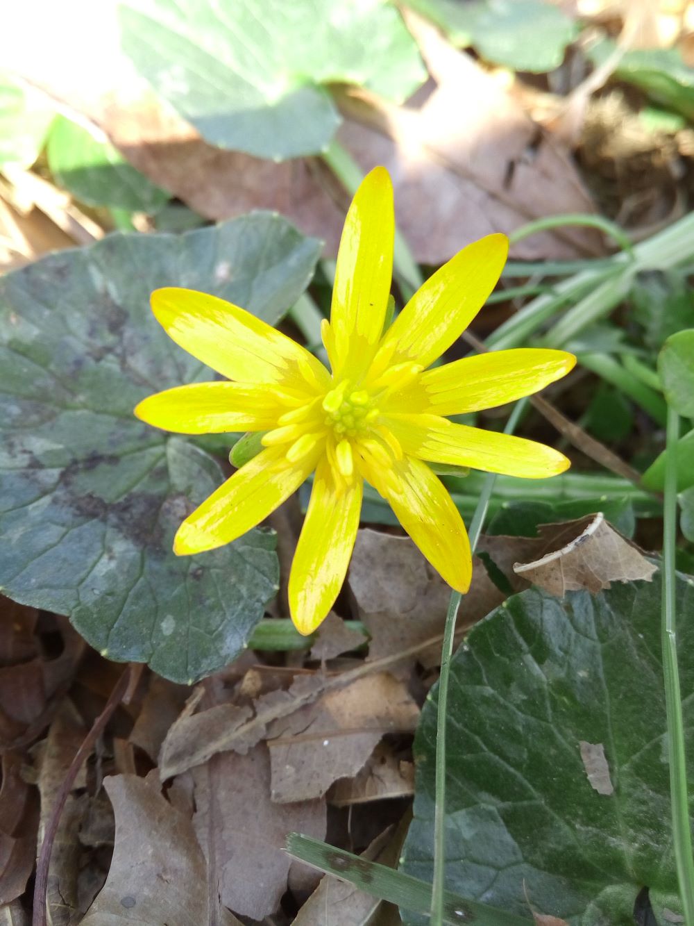 Ficaria verna - Fleur