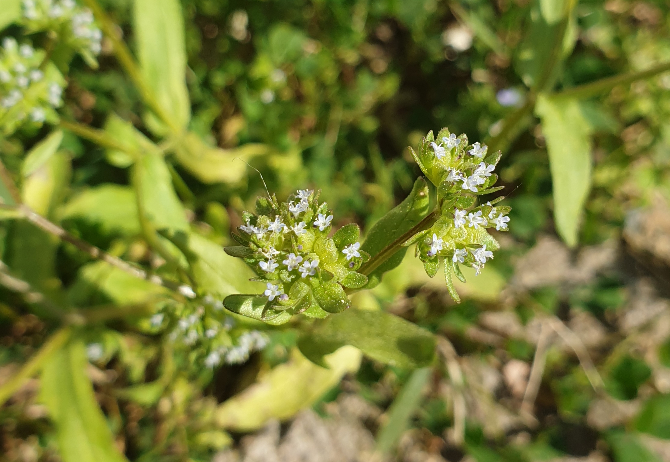 plante sauvage jardin