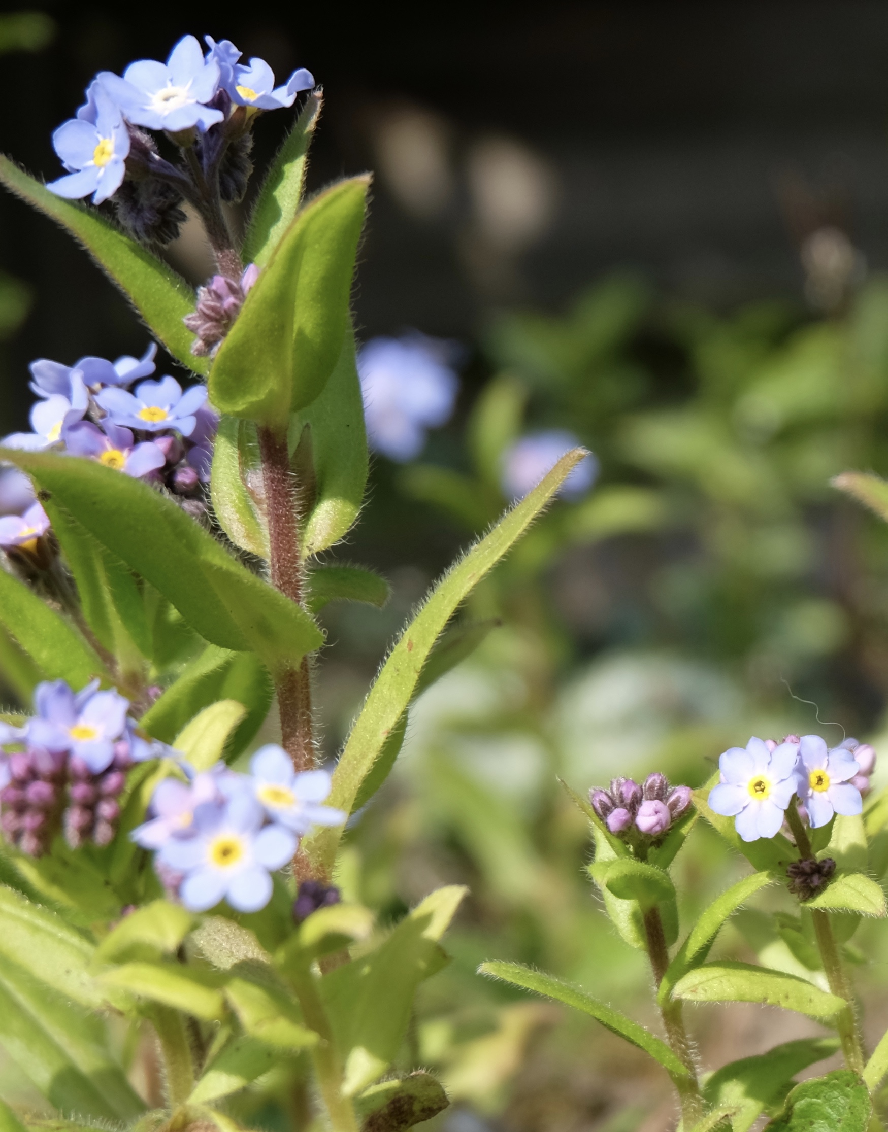 Fleurs vue de profil