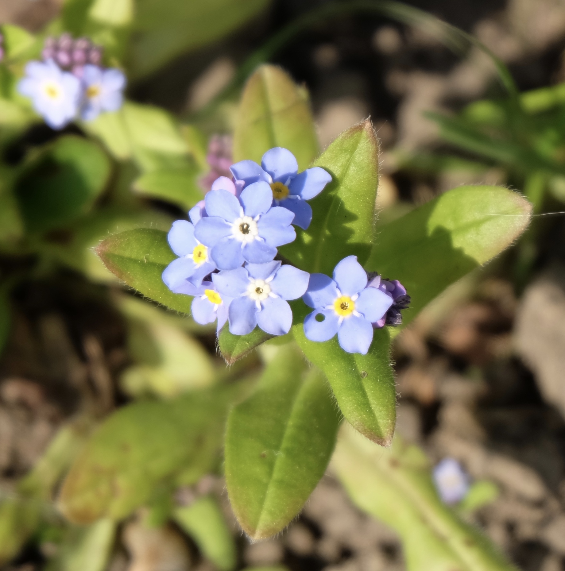 Fleurs vue verticale