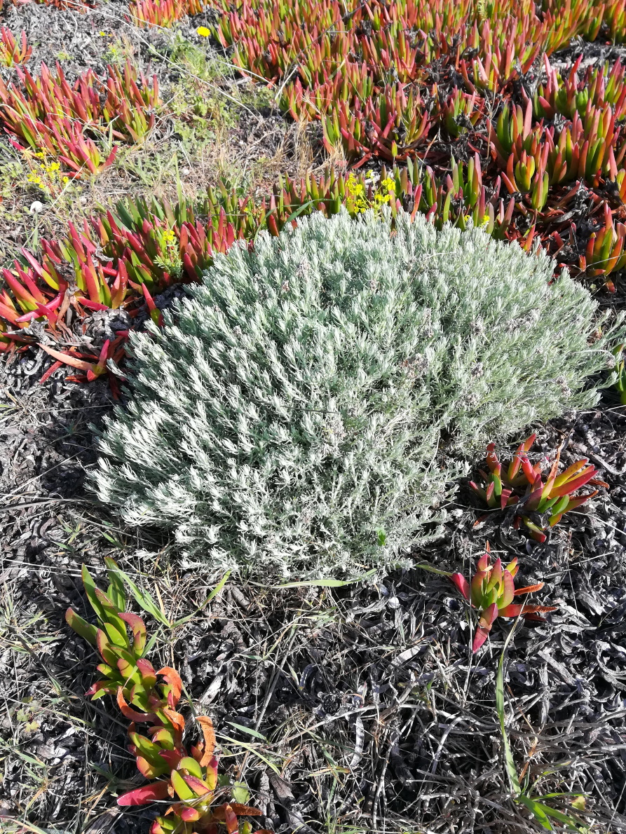 coussin d'hélichryse