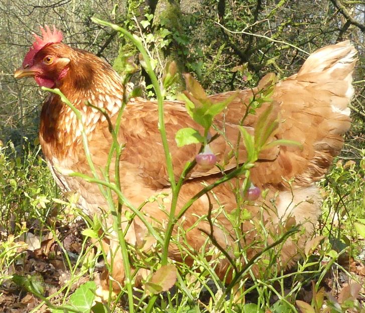 Vue d'ensemble sur poule
