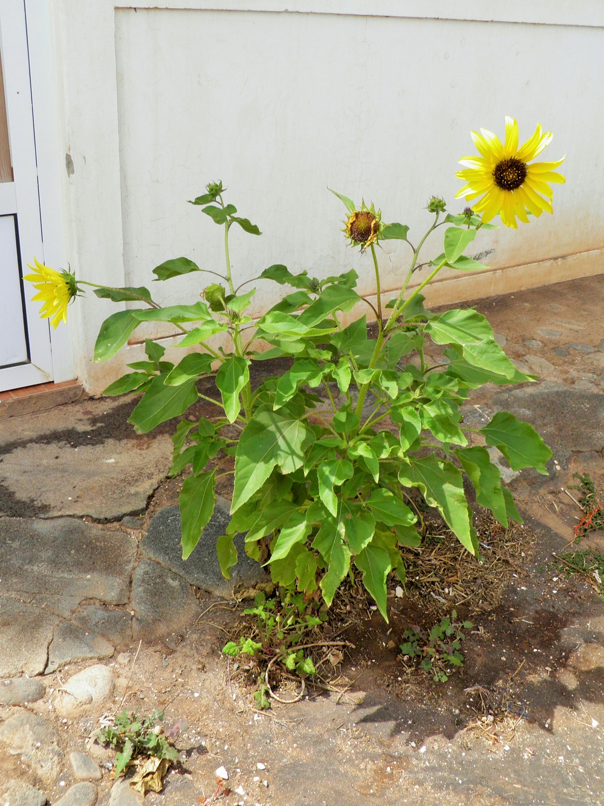 Helianthus debilis