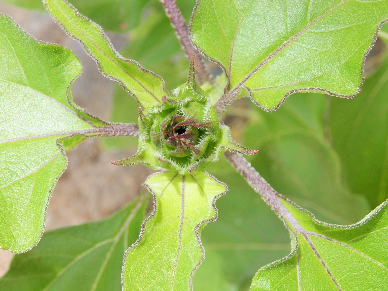 Helianthus debilis - bourgeon (Cap Vert)