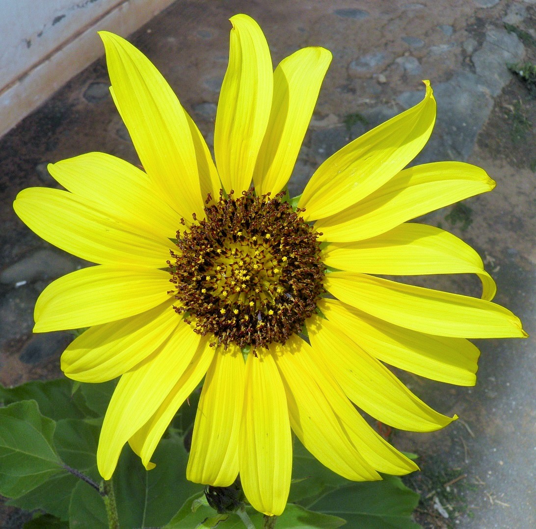 Helianthus debilis