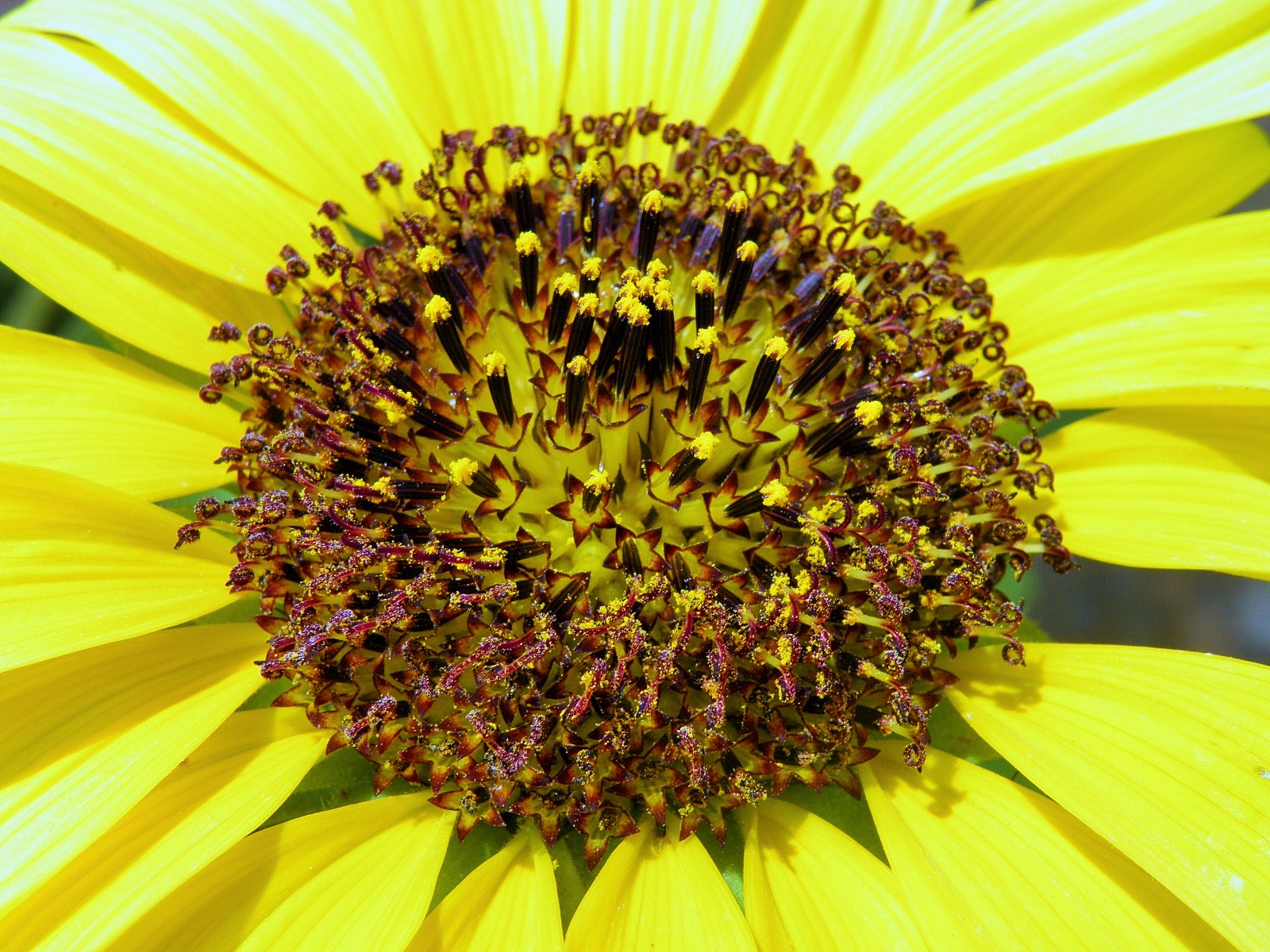 Helianthus debilis - capitule (centre)