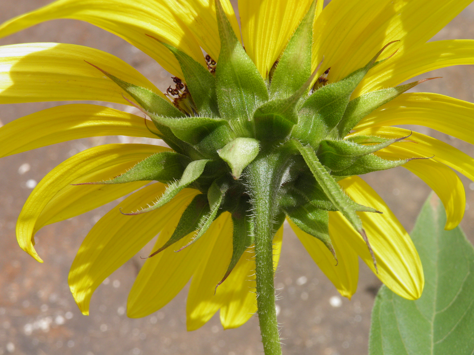 Helianthus debilis