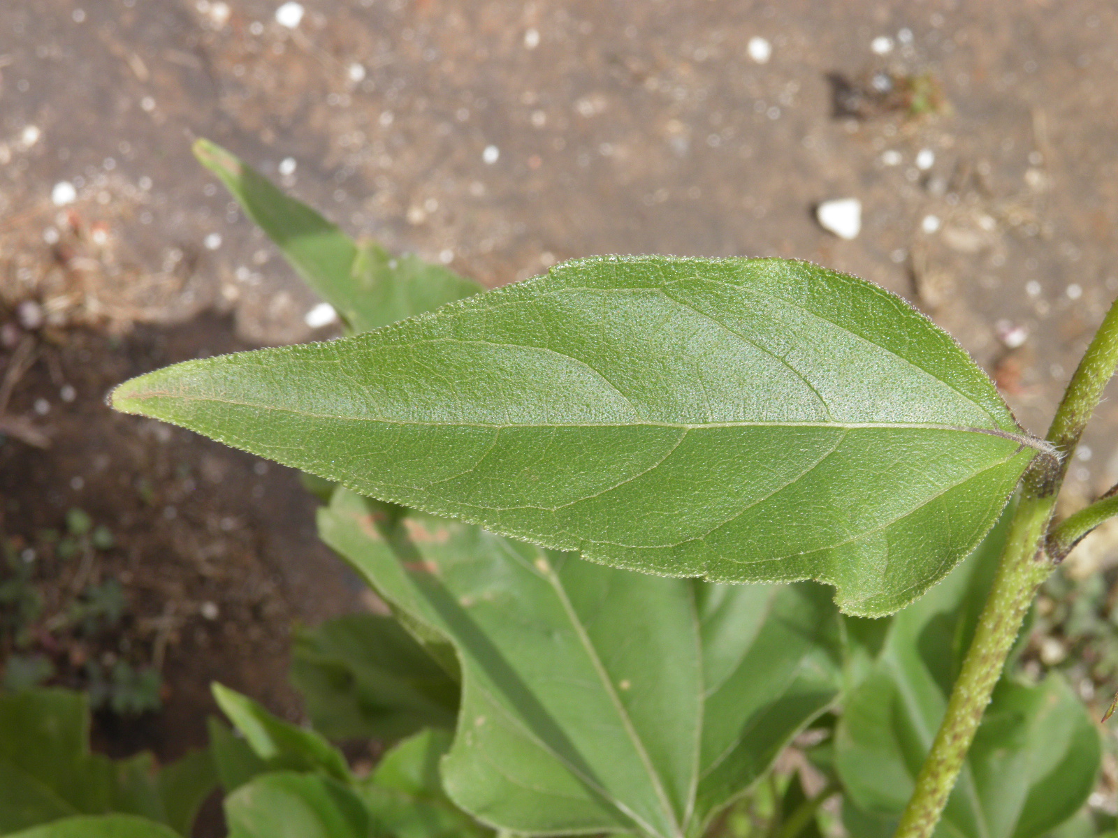 Helianthus debilis - feuille (Cap Vert)