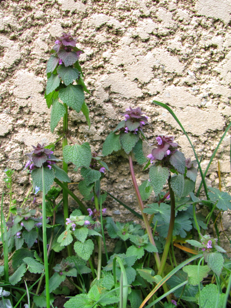 Photo d'emsemble d'un lamier pourpre