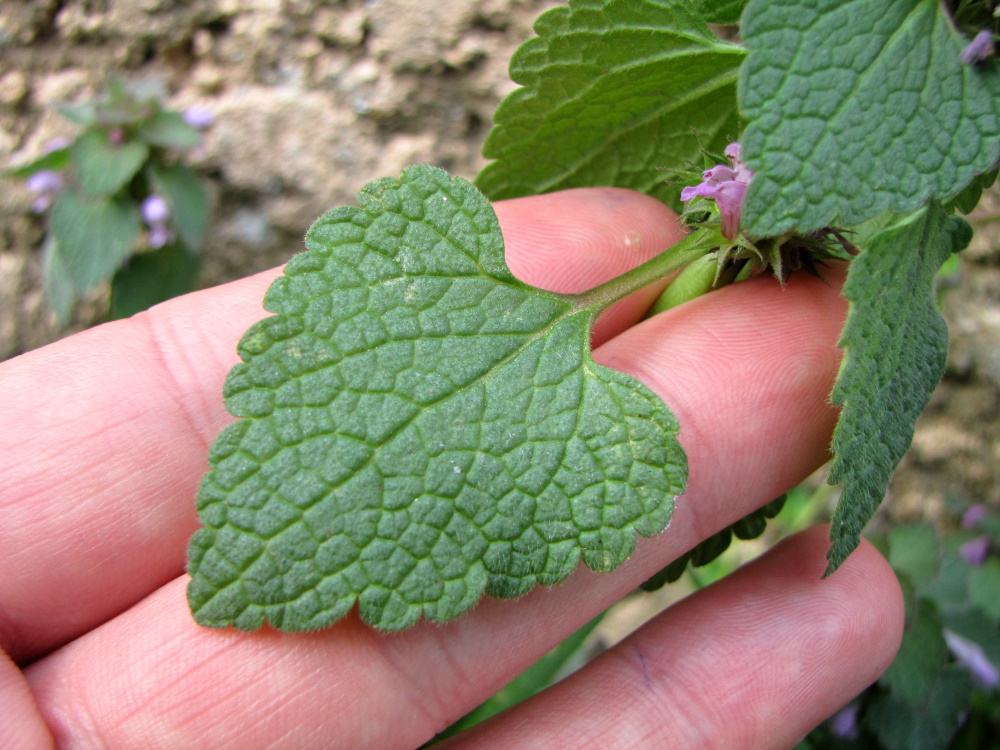 Photo de feuille de lamier pourpre