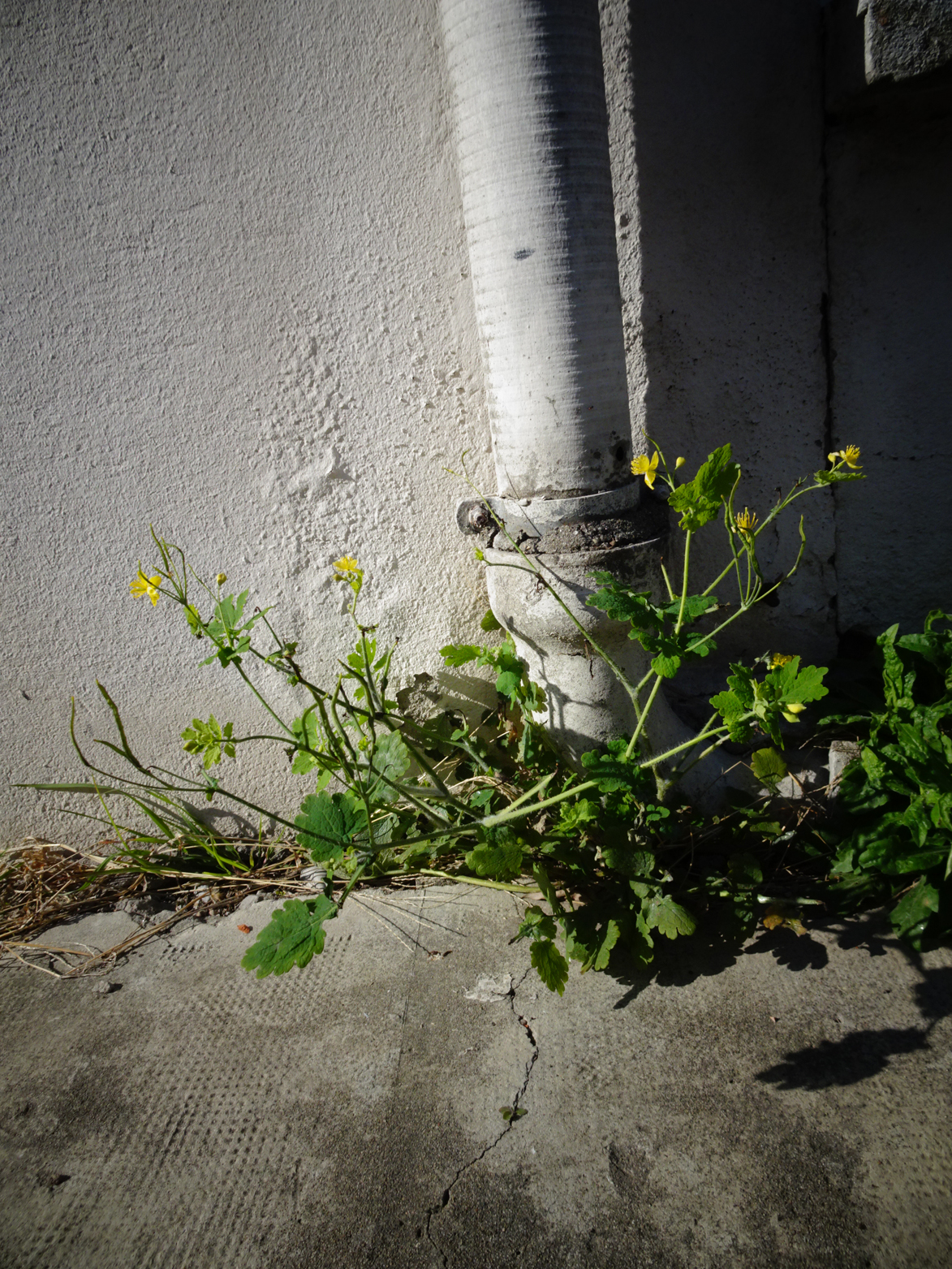 chelidoine_vue d'ensemble