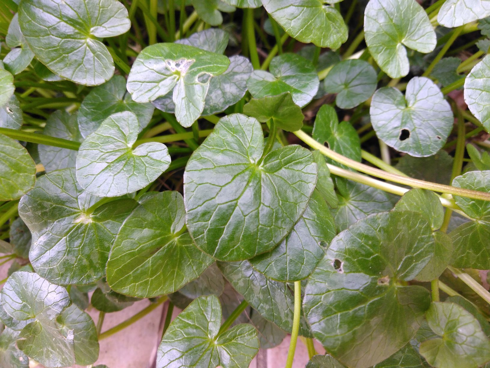 Feuilles entières réniformes