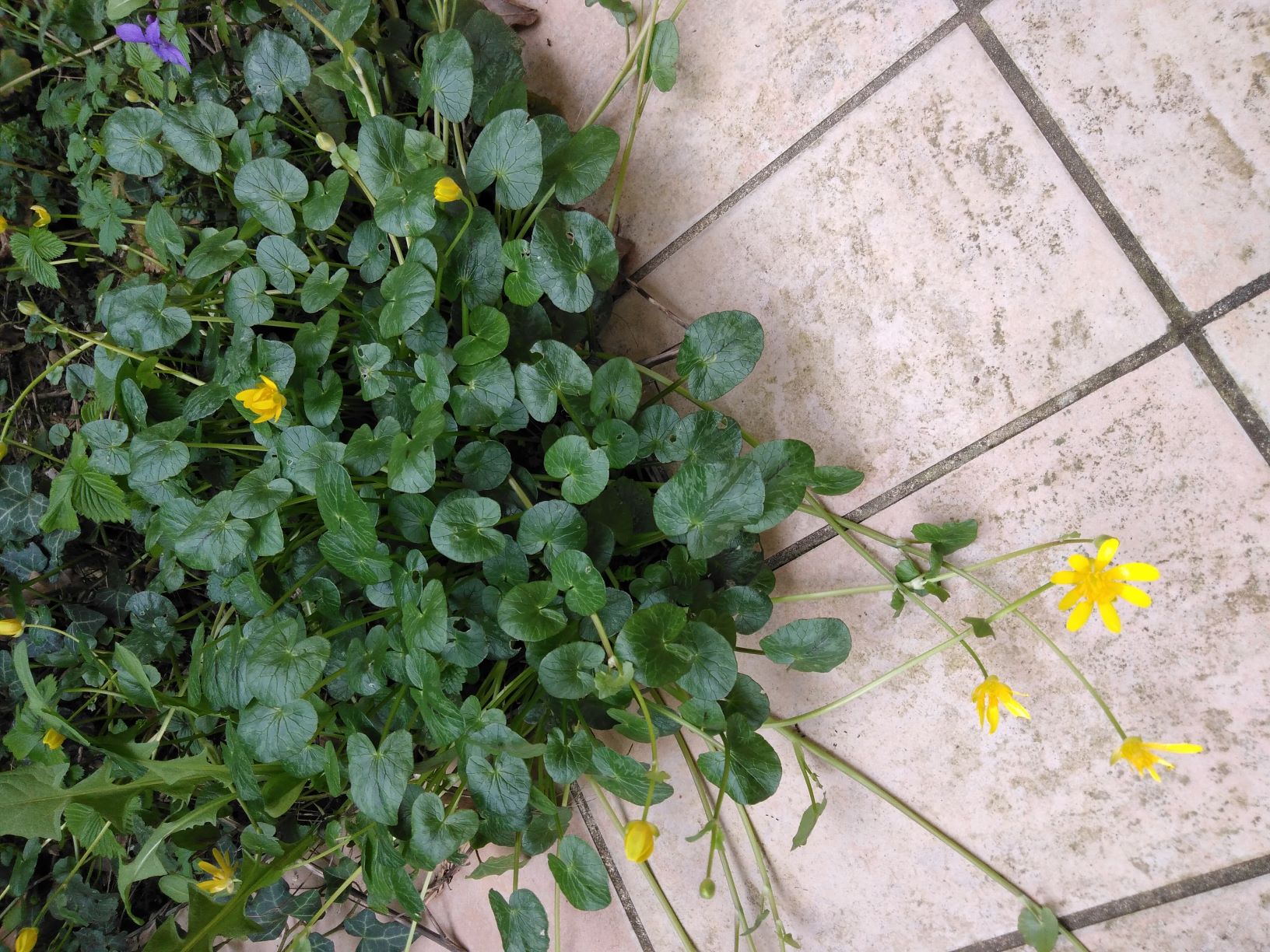 Nombreuses tiges en rosette, ramifiées qui portent des feuilles et des fleurs