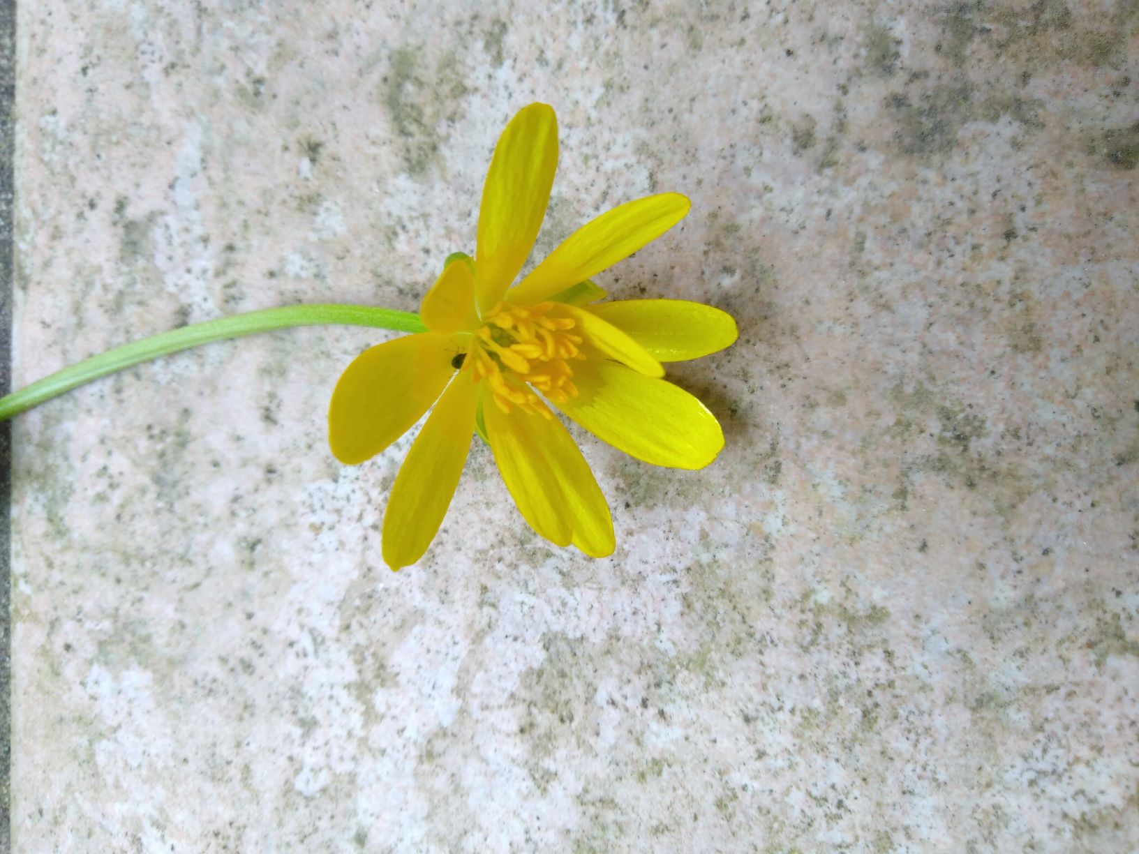 Fleur jaune à 10 pétales et plein d'étamines. Le bas des pétale est brun