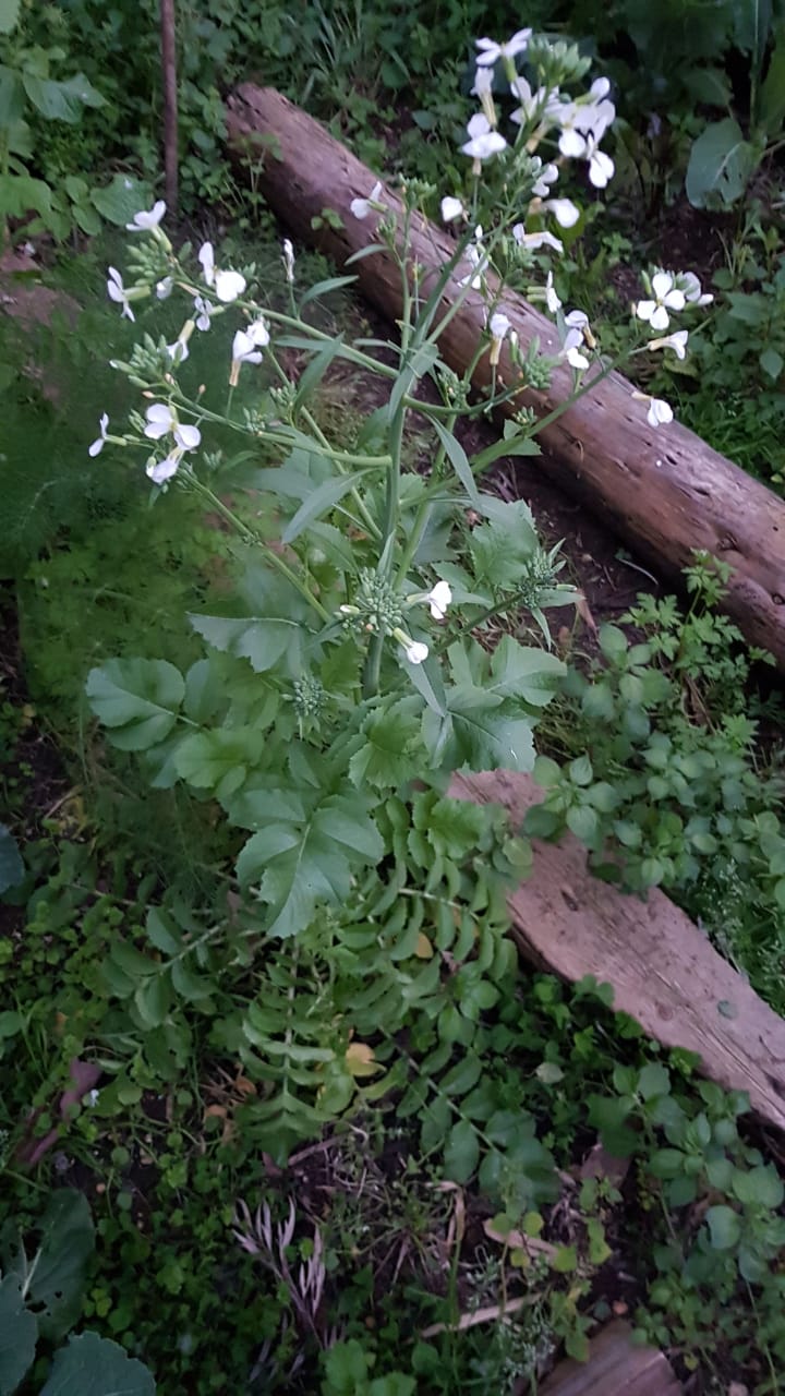 Fleur de raids Daikon