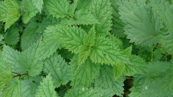 feuilles vertes dentées, base en coeur et sommet en pointe