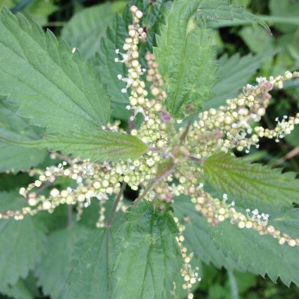 Fleurs blanches très petites en grappe sur plusieurs tiges