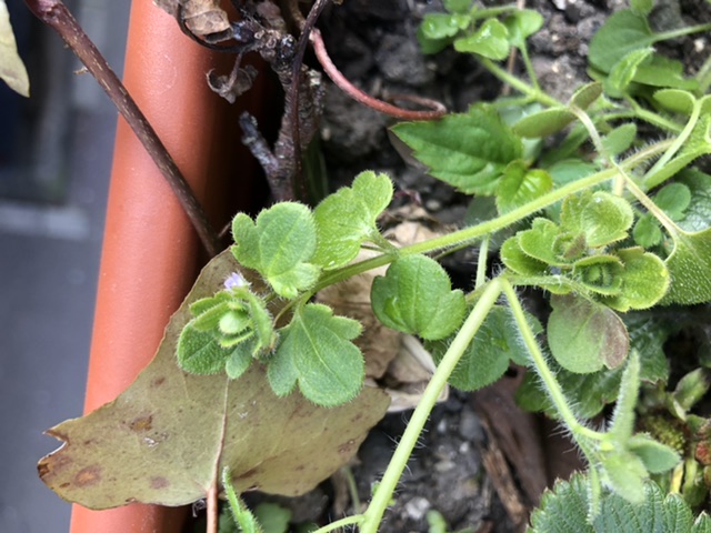 Tige et feuille de cymbalaire des murailles