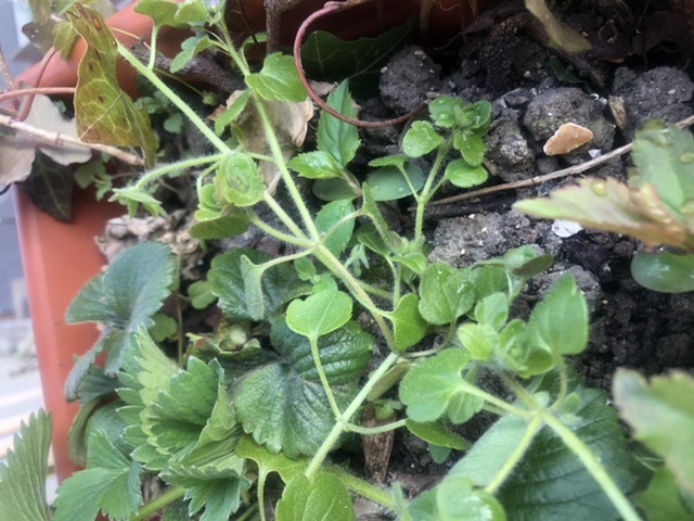 Tige et feuille de cymbalaire des murailles