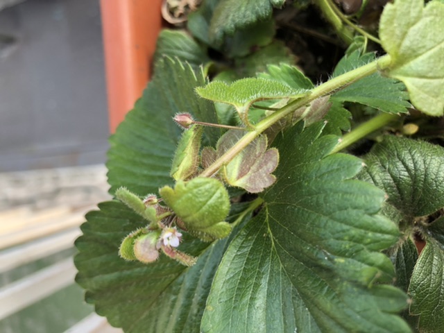 Douce et mignonne cymbalaire des murailles, vert cresson, couvre sol, tiges fines parsemées de délicates feuilles  découpées, fleur violette au cœur jaune et blanc, les tiges sont marrons, Bordeaux
