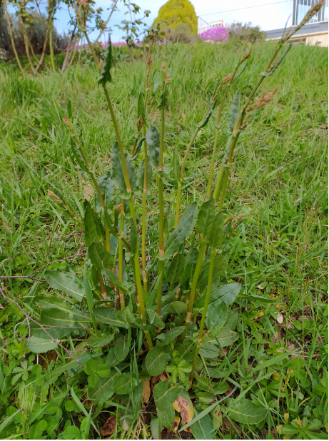 Grande Oseille Général