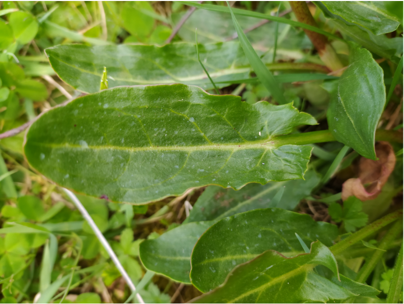 Grande Oseille feuille
