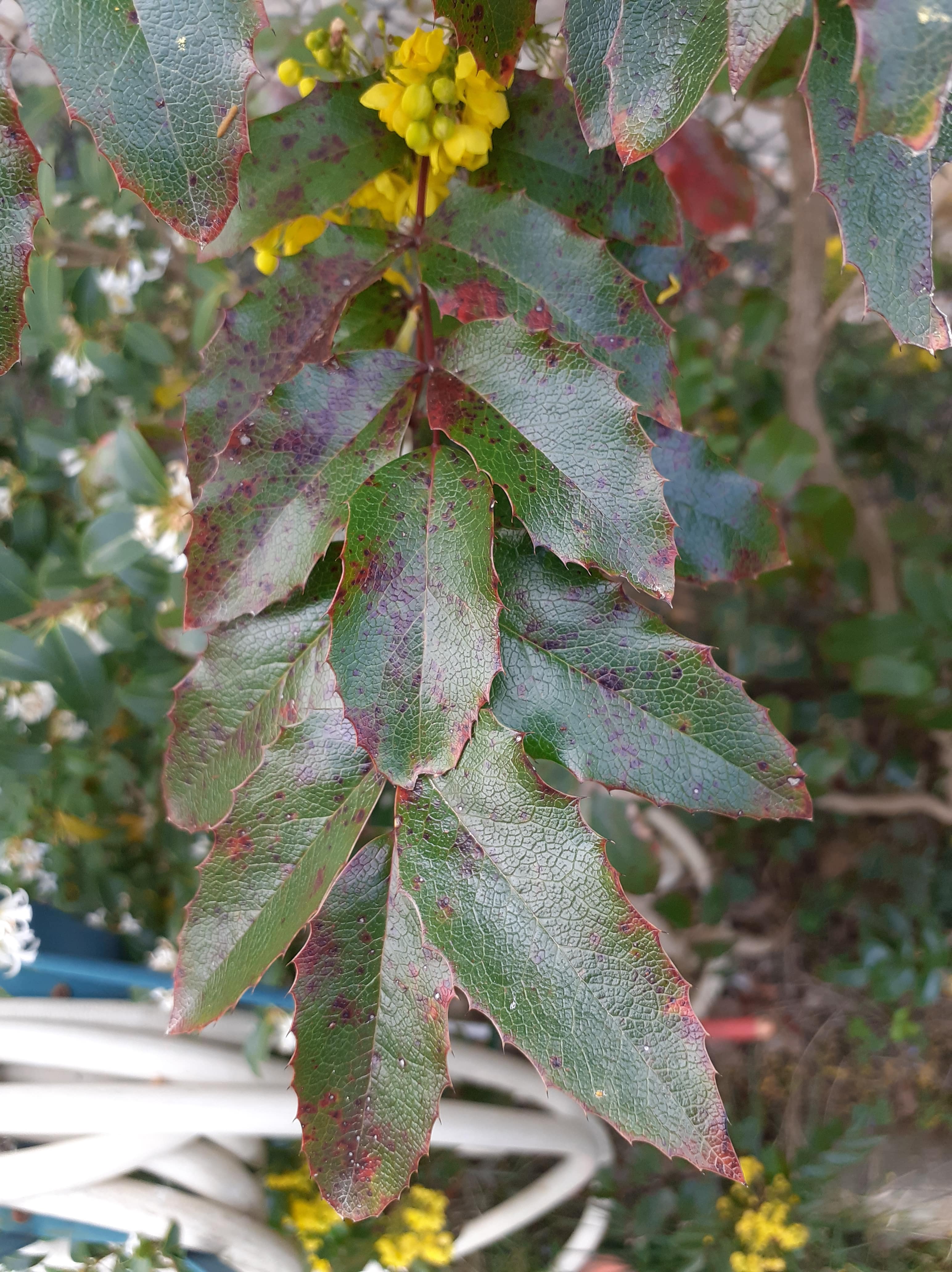 Berberis aquifolium feuille