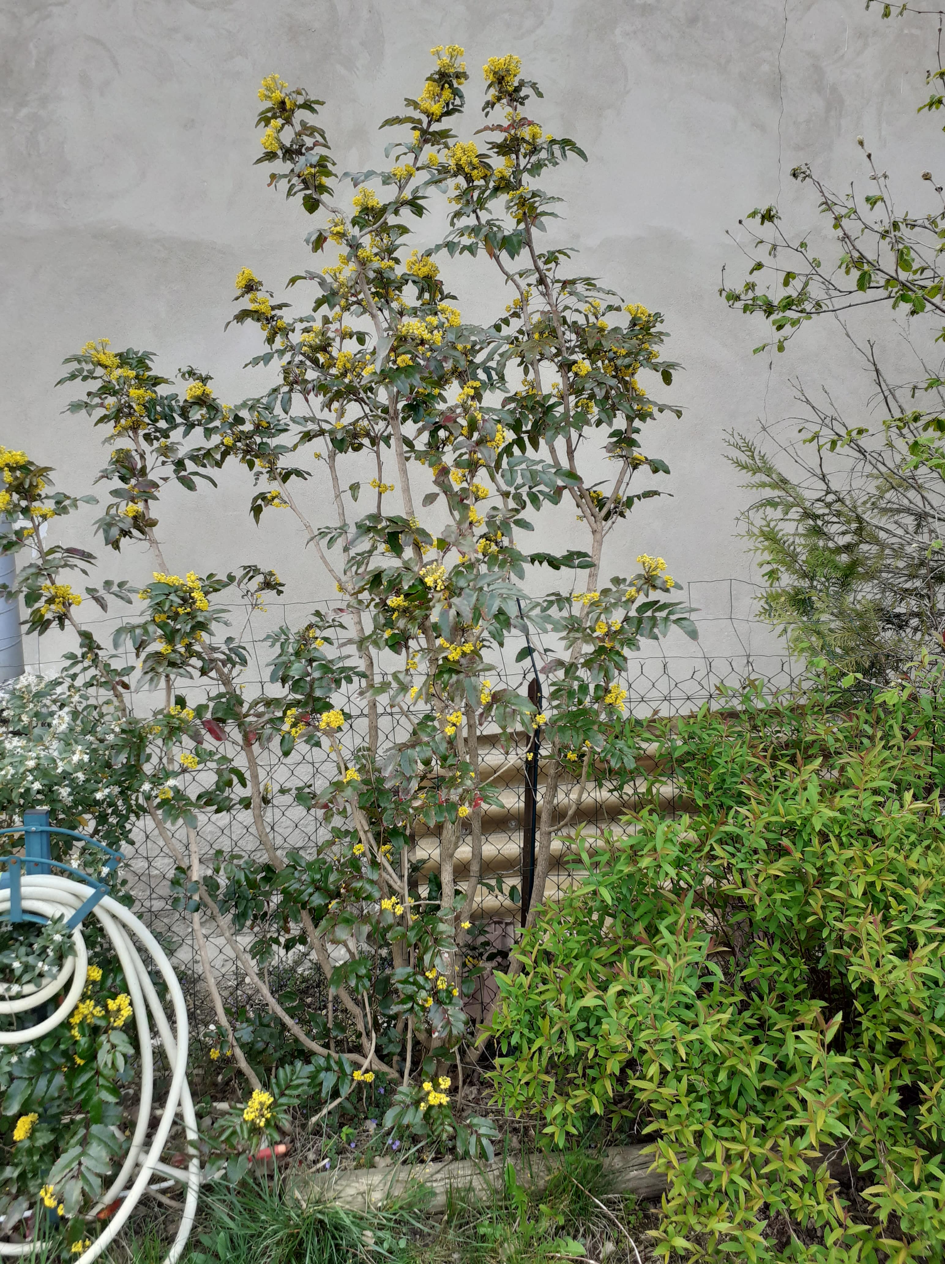 Berberis aquifollium de plein pied