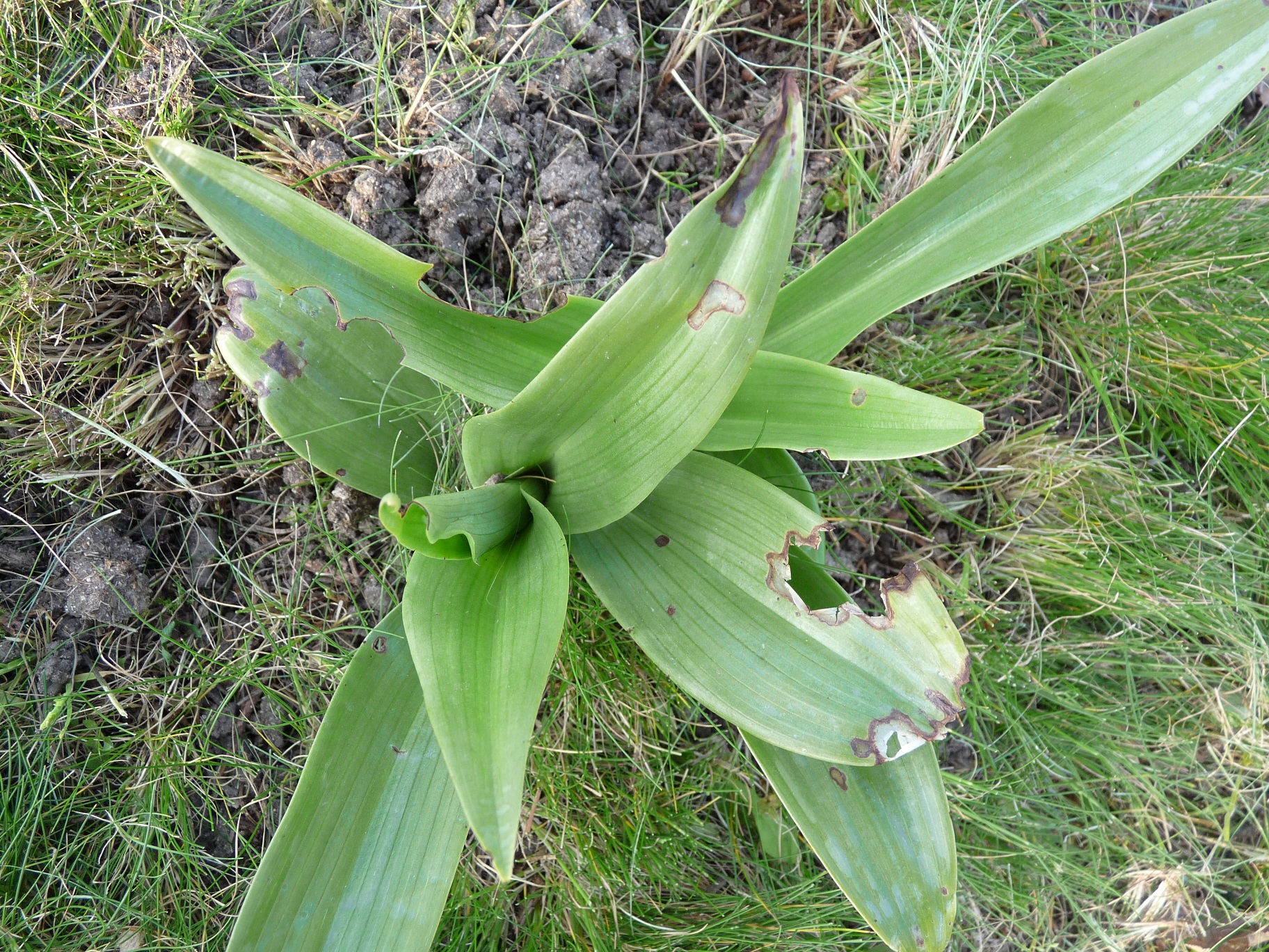 feuille vertes, certaines brûlées...