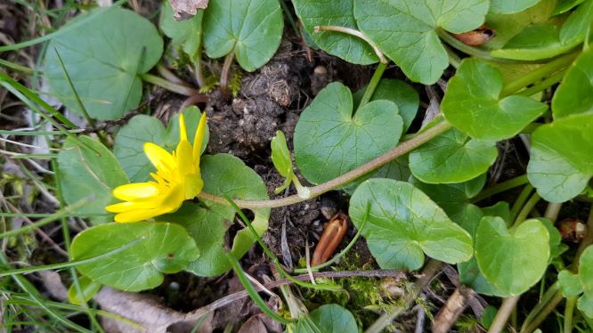 fleur, tige, feuilles