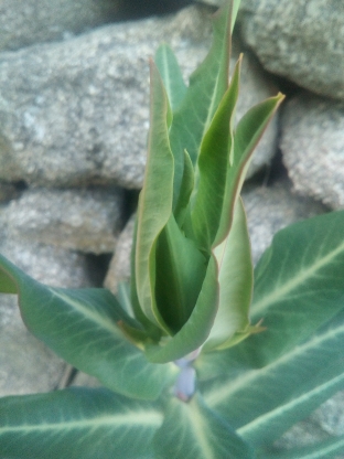 Euphorbe des jardins Vue d'ensemble